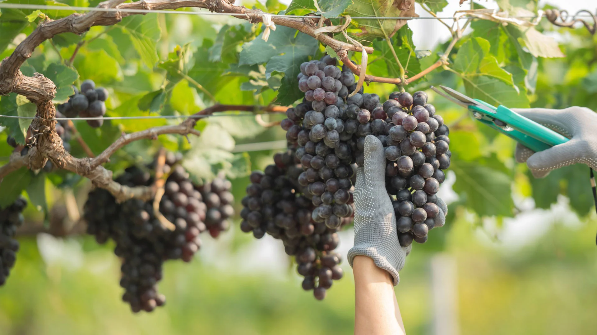 Wine & Culture: Chile and Argentina — accessible tour